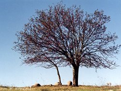 Sorbus aucuparia