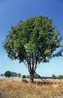 Sorbus aucuparia