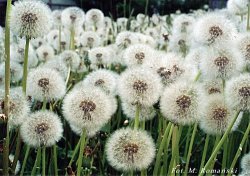 Taraxacum officinale coll. (mniszek lekarski (coll.))