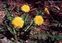 Taraxacum officinale coll. (mniszek lekarski (coll.))