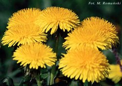 Taraxacum officinale coll. (mniszek lekarski (coll.))