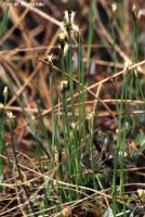 Baeothryon alpinum (wełnianeczka alpejska)