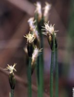 Baeothryon alpinum (wełnianeczka alpejska)