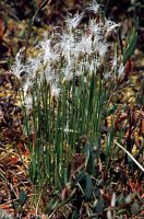 Baeothryon alpinum (wełnianeczka alpejska)