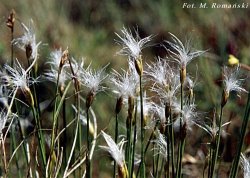 Baeothryon alpinum (wełnianeczka alpejska)