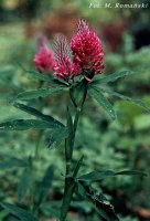 Trifolium rubens (koniczyna długokłosowa)