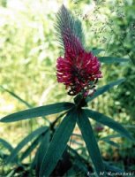 Trifolium rubens (koniczyna długokłosowa)