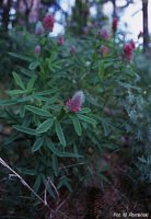 Trifolium rubens