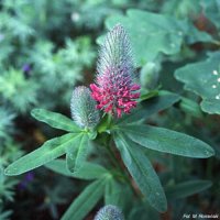 Trifolium rubens