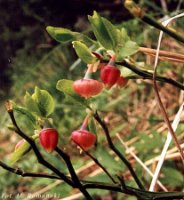 Vaccinium myrtillus