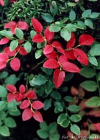 Vaccinium myrtillus