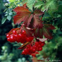 Viburnum opulus (kalina koralowa)