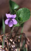 Viola epipsila