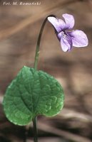 Viola epipsila