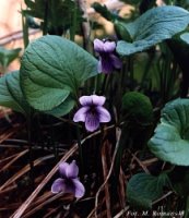 Viola epipsila