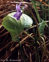 Viola epipsila