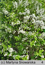 Spiraea prunifolia (tawuła śliwolistna)