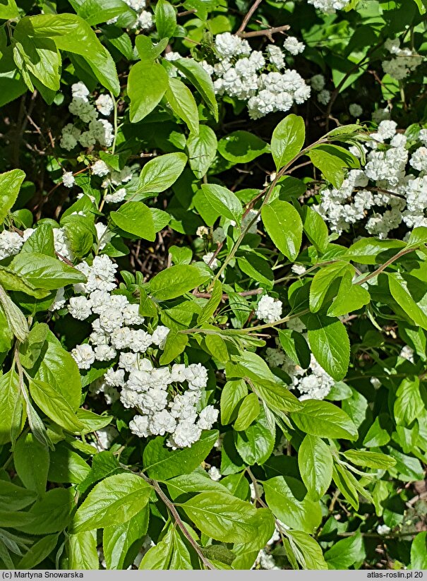 Spiraea prunifolia (tawuła śliwolistna)