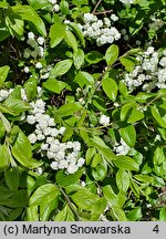 Spiraea prunifolia (tawuła śliwolistna)