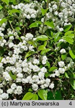 Spiraea prunifolia (tawuła śliwolistna)