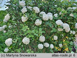 Viburnum ×carlcephalum (kalina angielska)