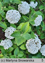 Viburnum ×carlcephalum (kalina angielska)