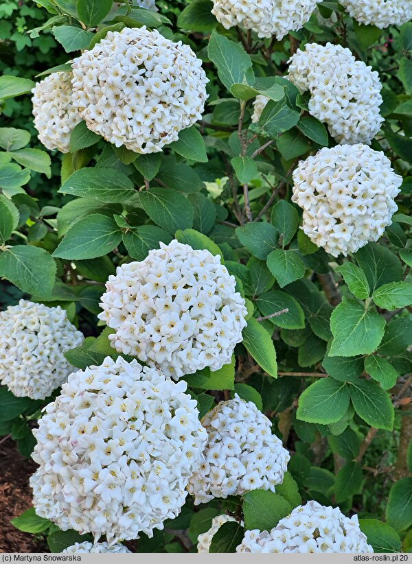 Viburnum ×carlcephalum (kalina angielska)