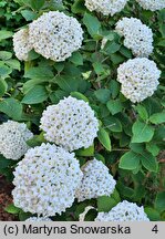 Viburnum ×carlcephalum (kalina angielska)