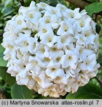 Viburnum ×carlcephalum (kalina angielska)