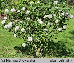 Viburnum ×carlcephalum (kalina angielska)