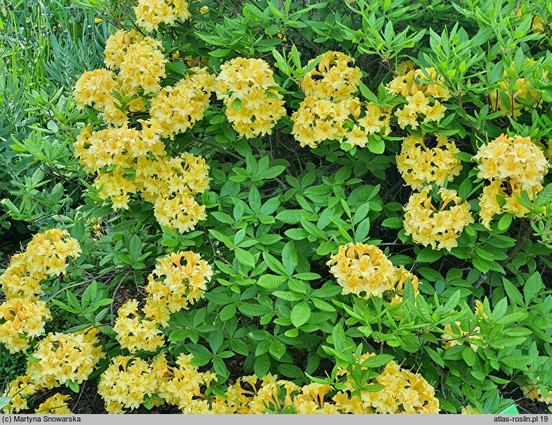 Rhododendron hort. Narcissiflora