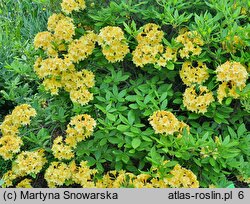 Rhododendron hort. Narcissiflora