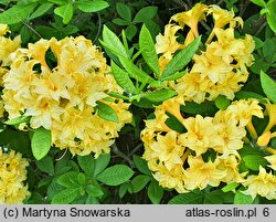 Rhododendron hort. Narcissiflora