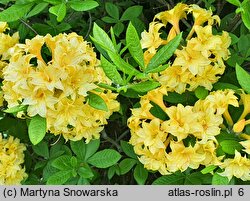 Rhododendron Narcissiflora