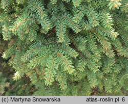 Picea mariana Nana