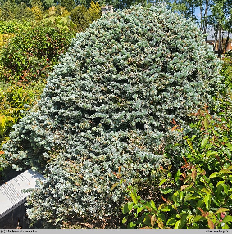 Picea pungens Glauca Globosa