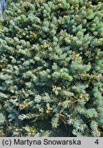 Picea pungens Glauca Globosa