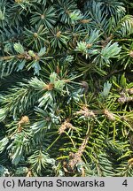 Picea pungens Glauca Globosa