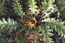 Carlina onopordifolia