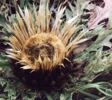 Carlina onopordifolia