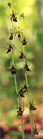 Ophrys insectifera