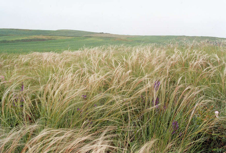 Stipa joannis