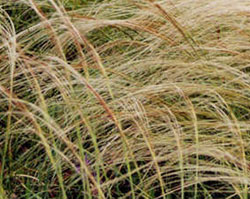 Stipa joannis