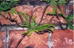 Asplenium trichomanes ssp. quadrivalens