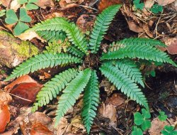 Blechnum spicant (podrzeń żebrowiec)