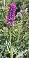 Dactylorhiza praetermissa