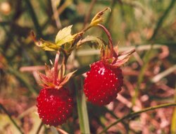 Fragaria vesca