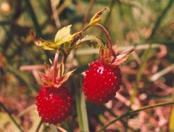 Fragaria vesca