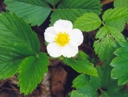 Fragaria vesca