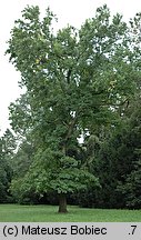 Liquidambar styraciflua (ambrowiec amerykański)